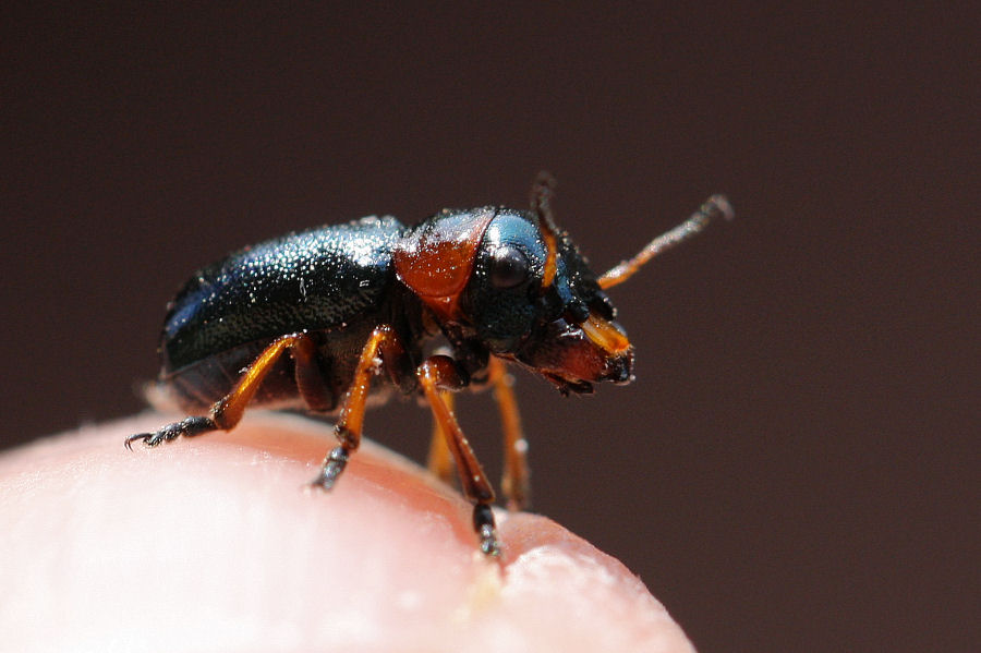 Cheilotoma erythrostoma, Chrysomelidae